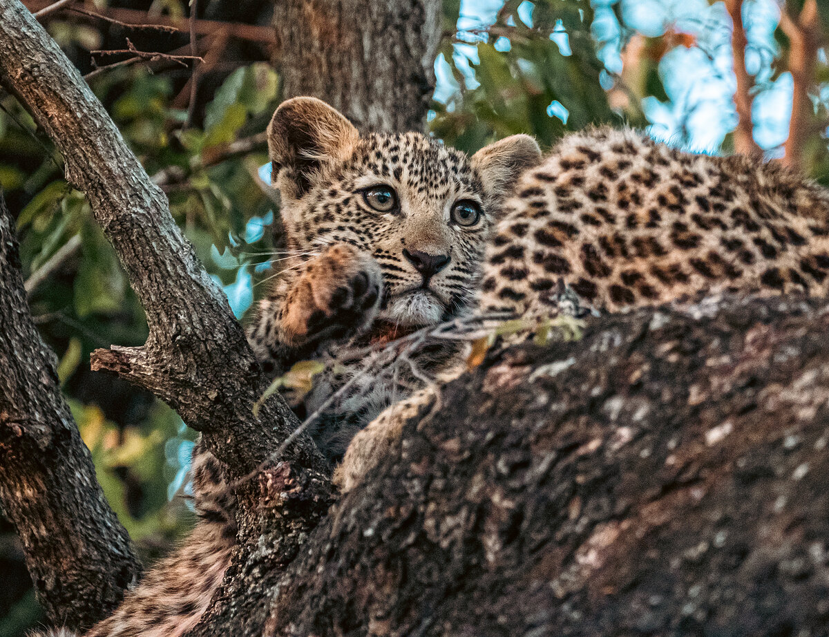 A young leopard lying relaxed along a rough-barked branch, one paw raised to its face as it grooms, in warm morning light with sky visible through the canopy.