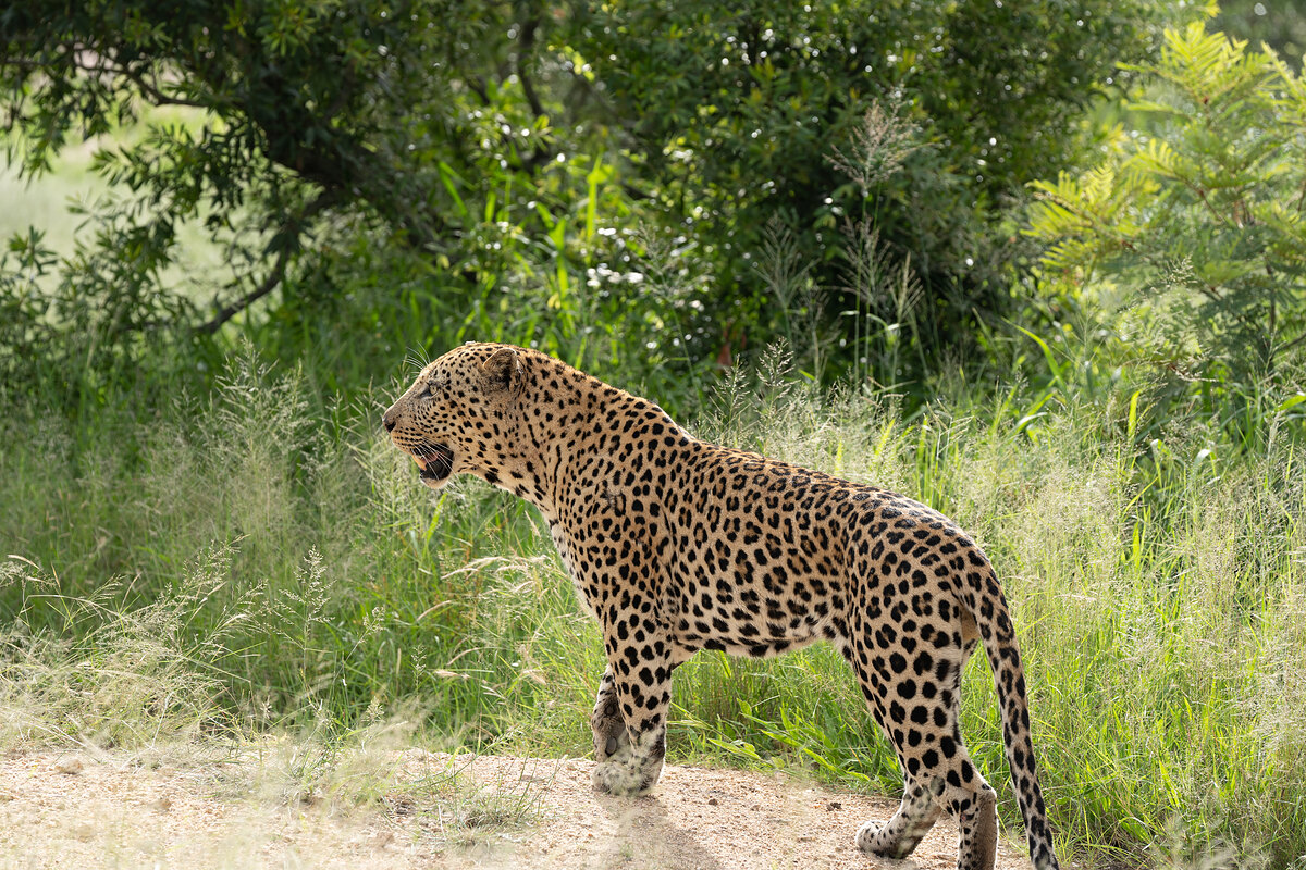 A leopard standing in profile on bare earth, mouth open in a call, backlit by low morning sun against green bush.