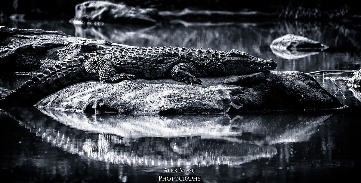 Crocodile - Johannesburg Zoo