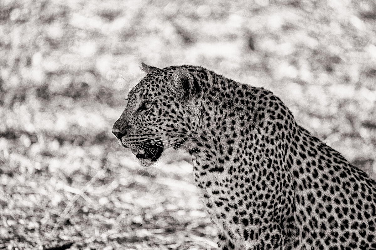 Black-and-white close profile of a leopard's head and shoulders, mouth slightly open, dry bleached grass behind.