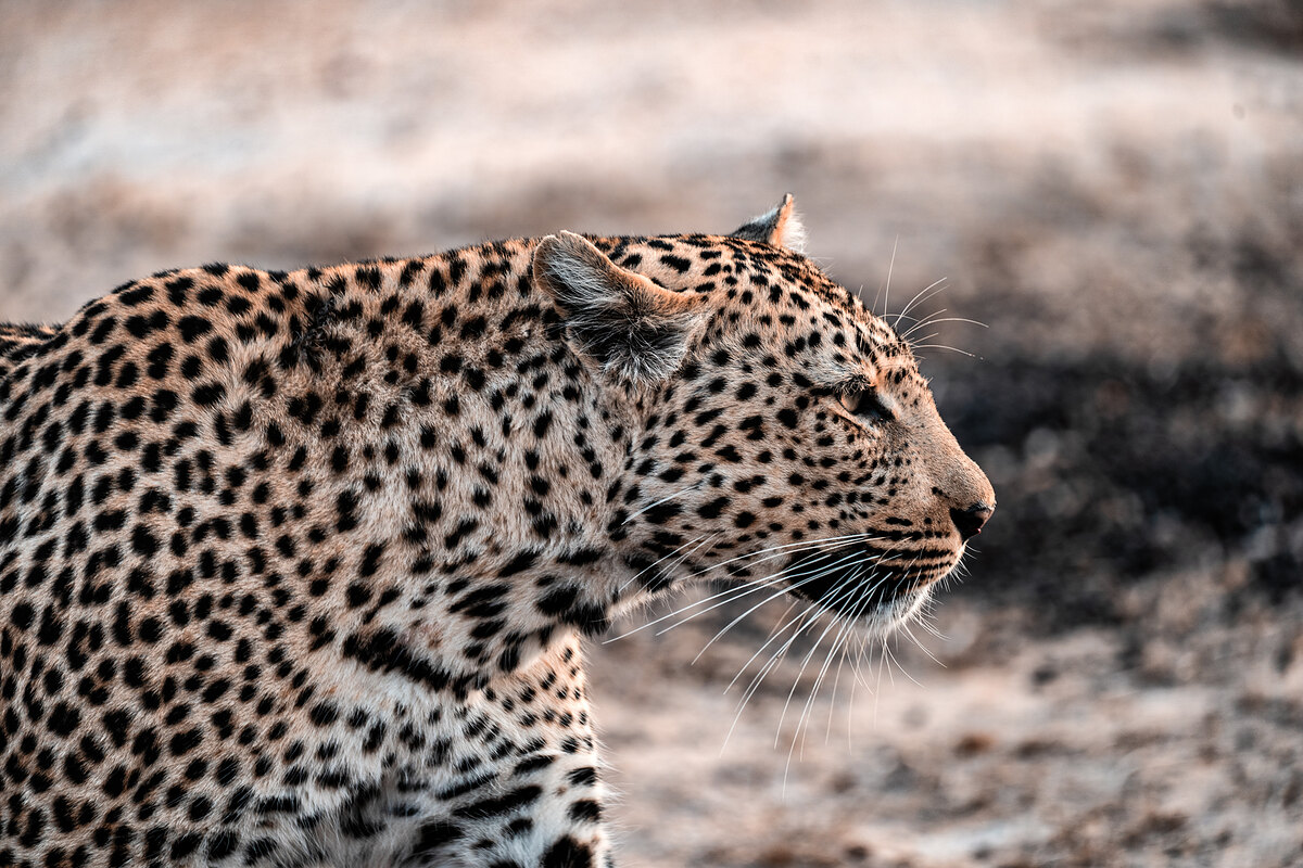 Close profile of a leopard walking, whiskers prominent, warm morning light on its face, soft brown background.