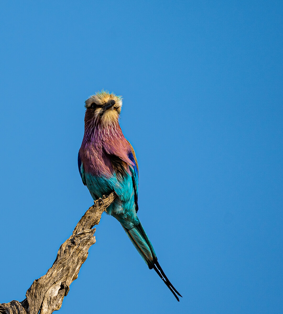 A lilac-breasted roller perched on a bare branch against a cloudless blue sky.