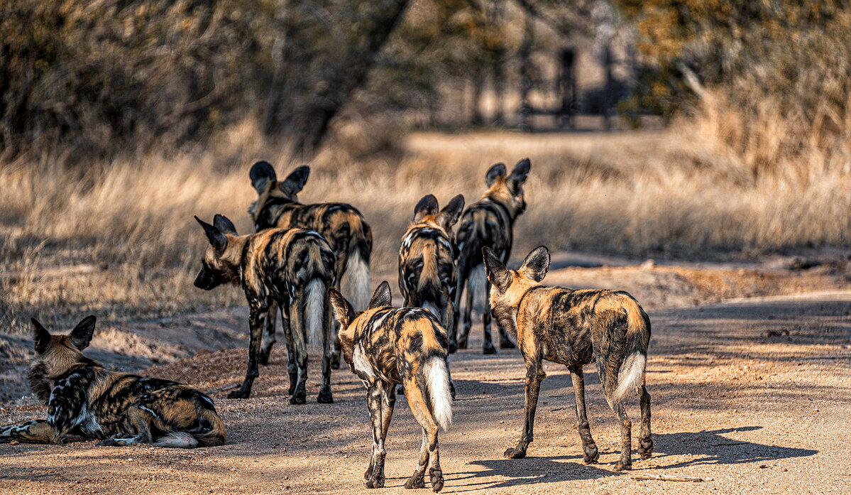 Several African wild dogs standing with their backs to the camera on a dirt road, one lying at the left edge, dry grass and bush behind.