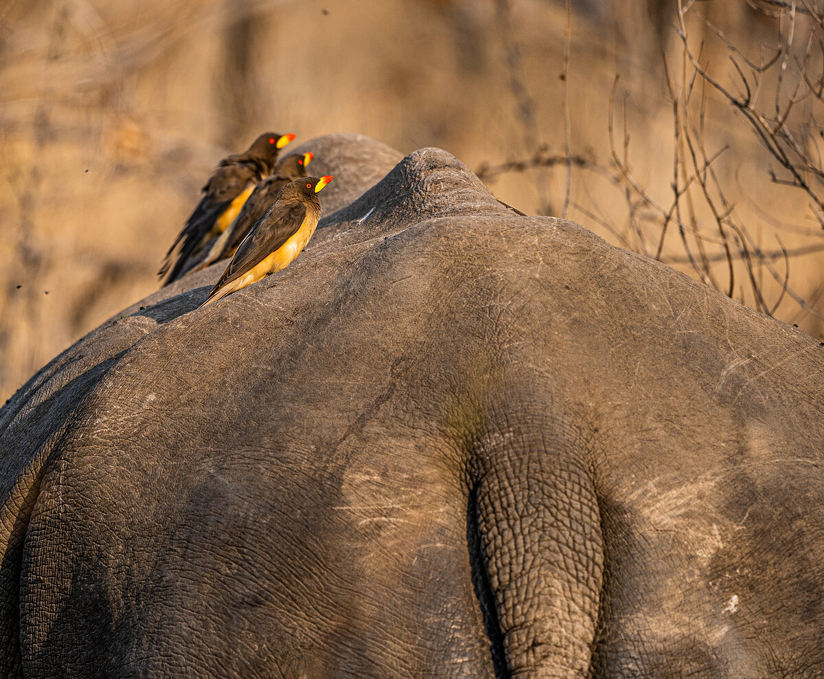 Three red-billed oxpeckers perched on the back of a Rhino