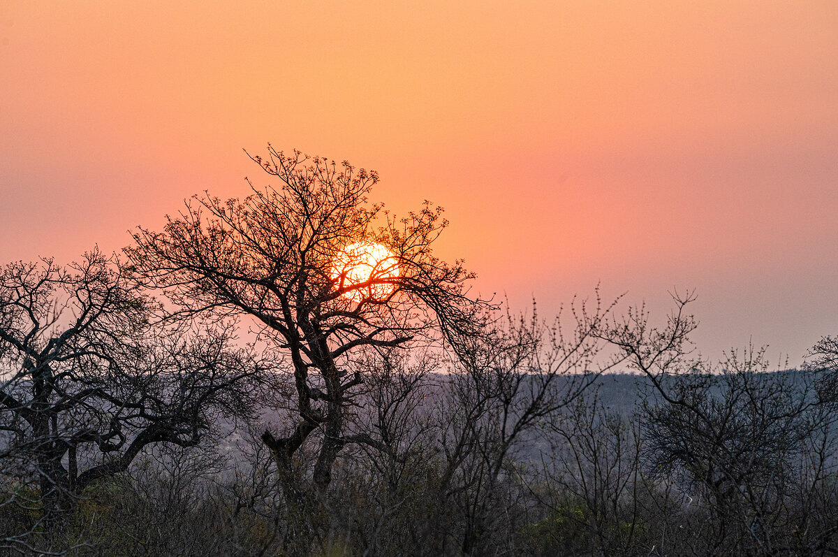 A sunset seen through the bare branches of a leafless tree, warm orange-pink sky over a distant treeline.