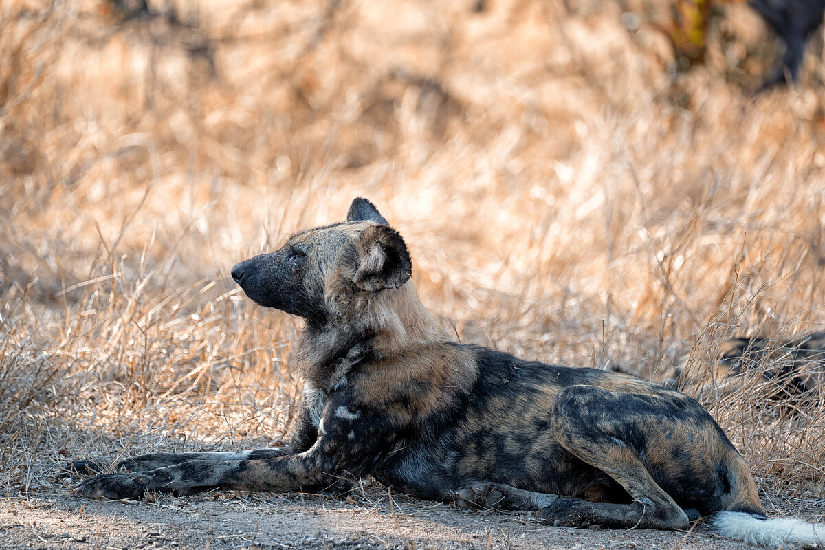An African wild dog lying in golden grass, head raised and ears perked, in warm low morning light.