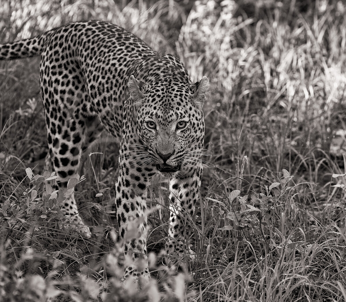 Black-and-white photograph of a leopard walking toward the camera through grass and low shrubs in dim dawn light.