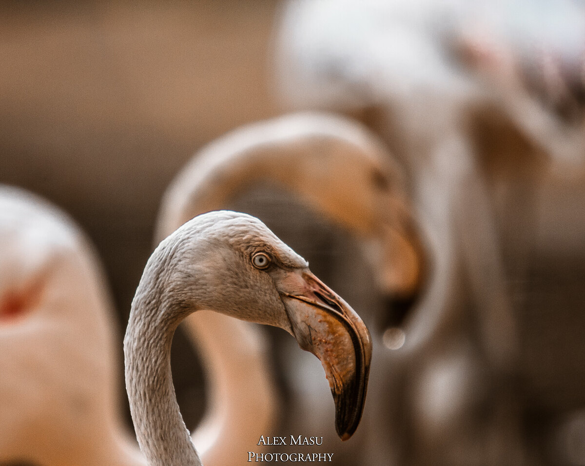 Flamingos from the JHB Zoo