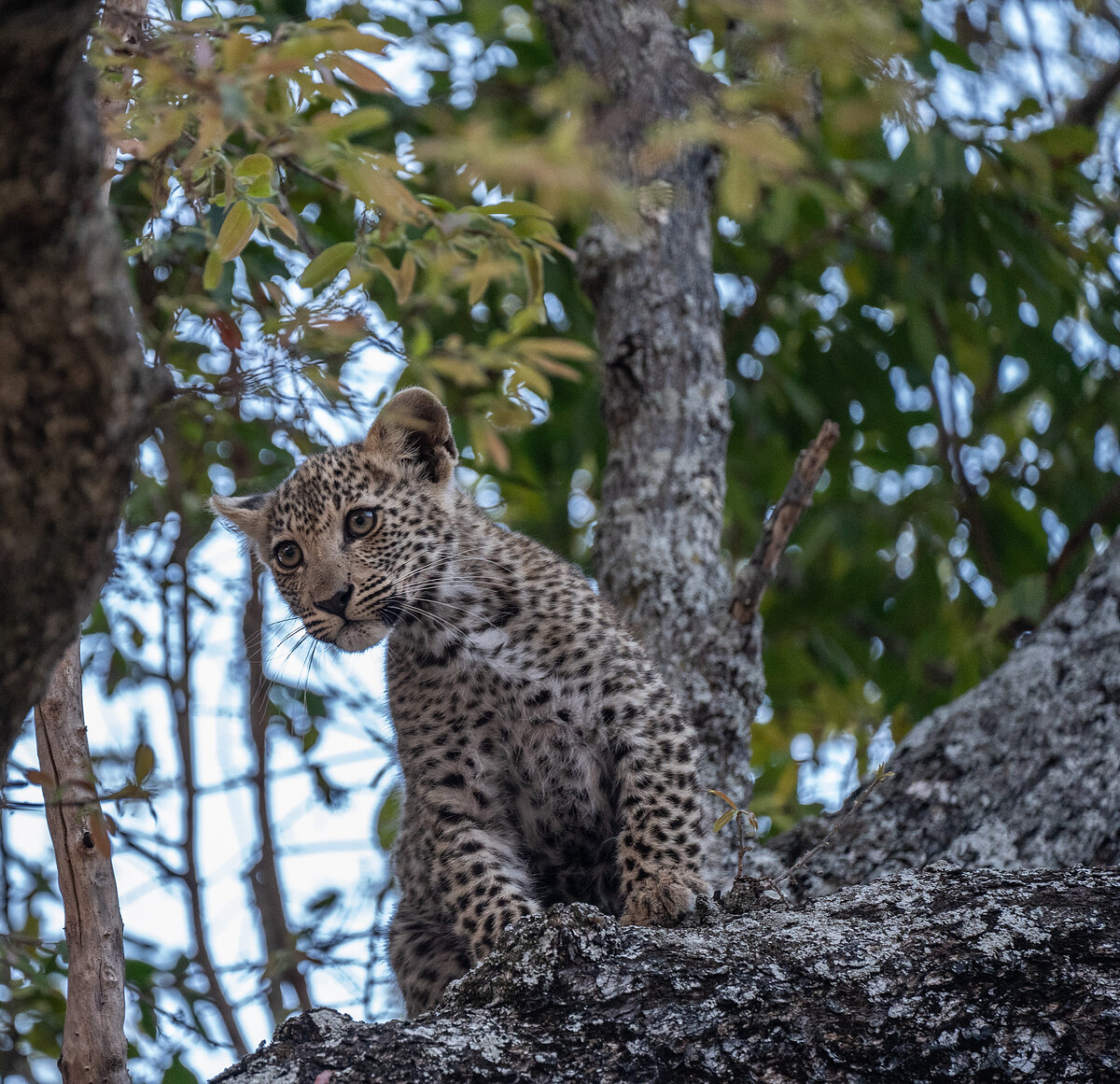A young leopard perched upright on a lichen-covered branch, alert and gazing forward, in pale pre-dawn light against soft green foliage.