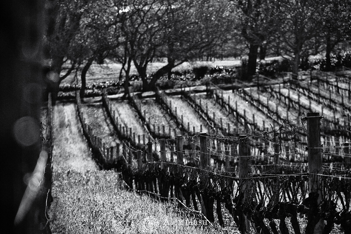 Groot Constantia Vines