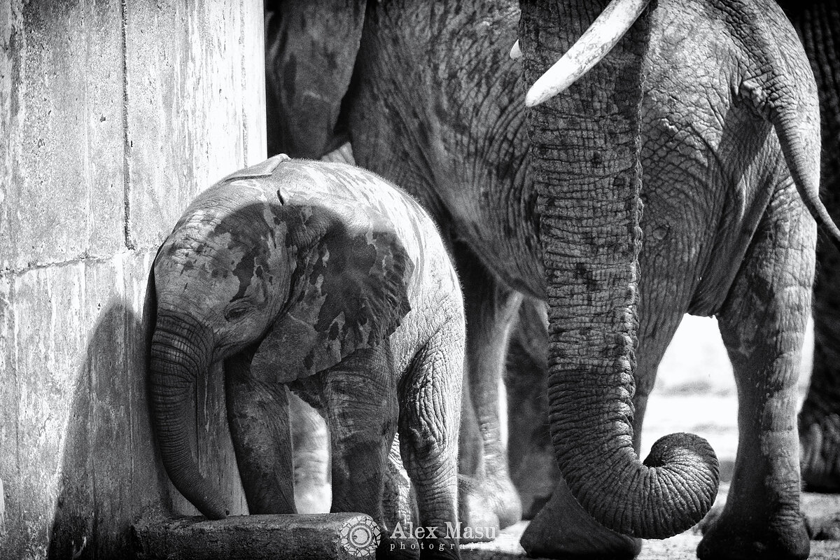 Baby Elephant - Sabi Kruger
