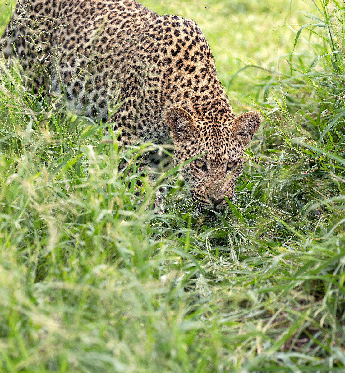 A leopard crouched low in tall green grass, body tensed in a stalking posture, eyes fixed forward, soft-focus grass in the foreground.