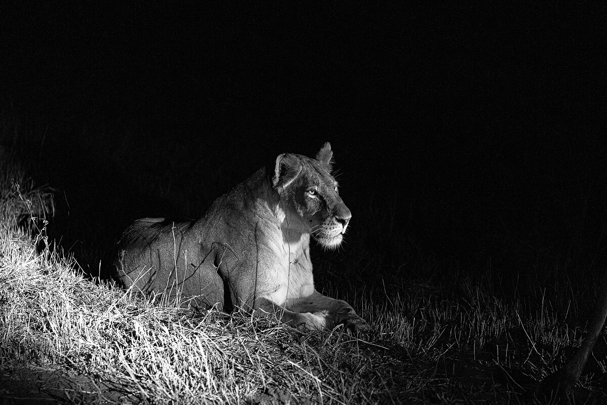 Black-and-white portrait of a lioness lying alert in grass, lit by a hard beam against a black background.