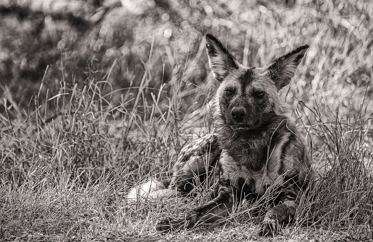 Black-and-white photograph of an African wild dog lying in tall grass, looking directly at the camera.