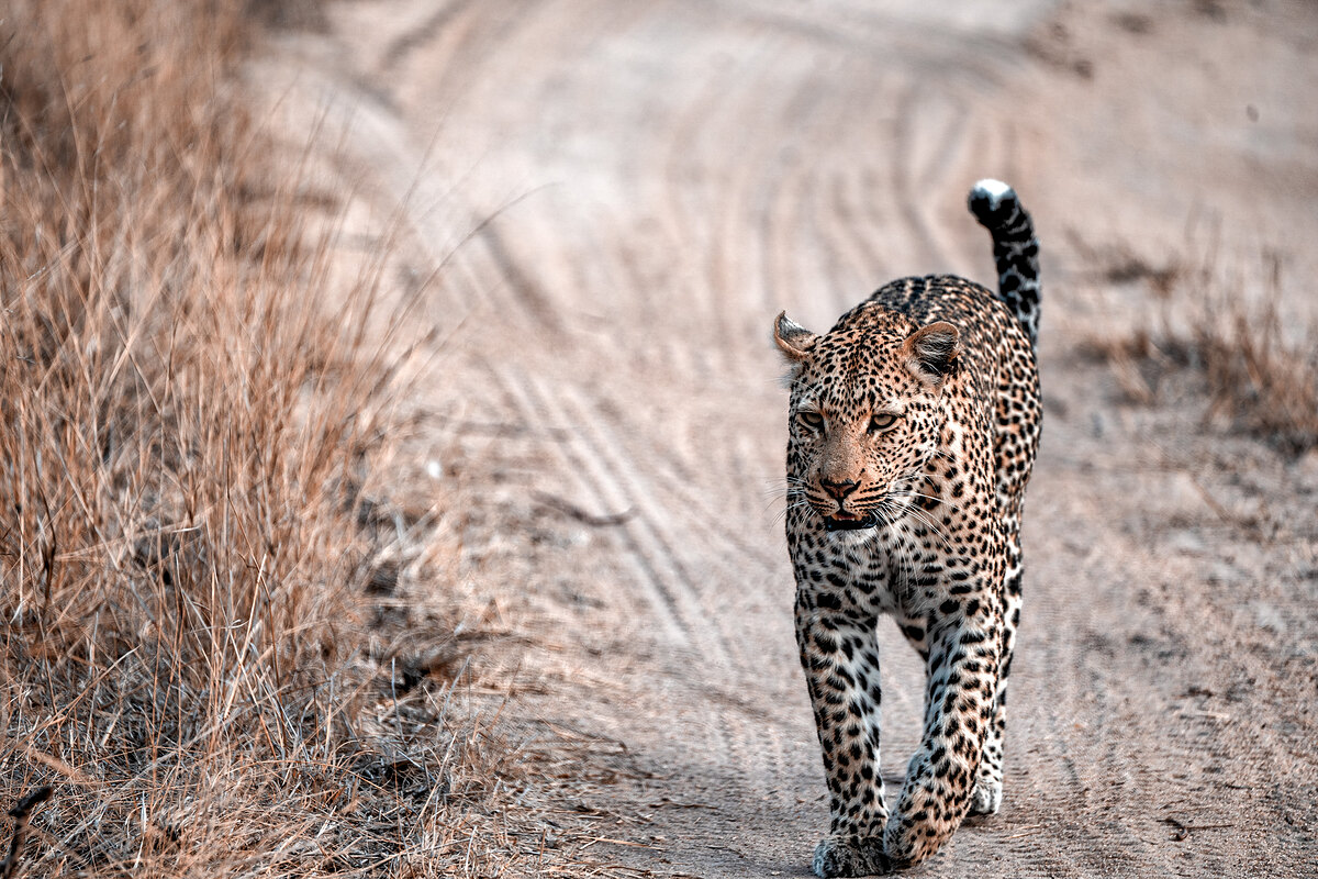 A leopard walking down the centre of a sandy dirt road toward the camera, tail raised with a white tip, dry bush on either side.