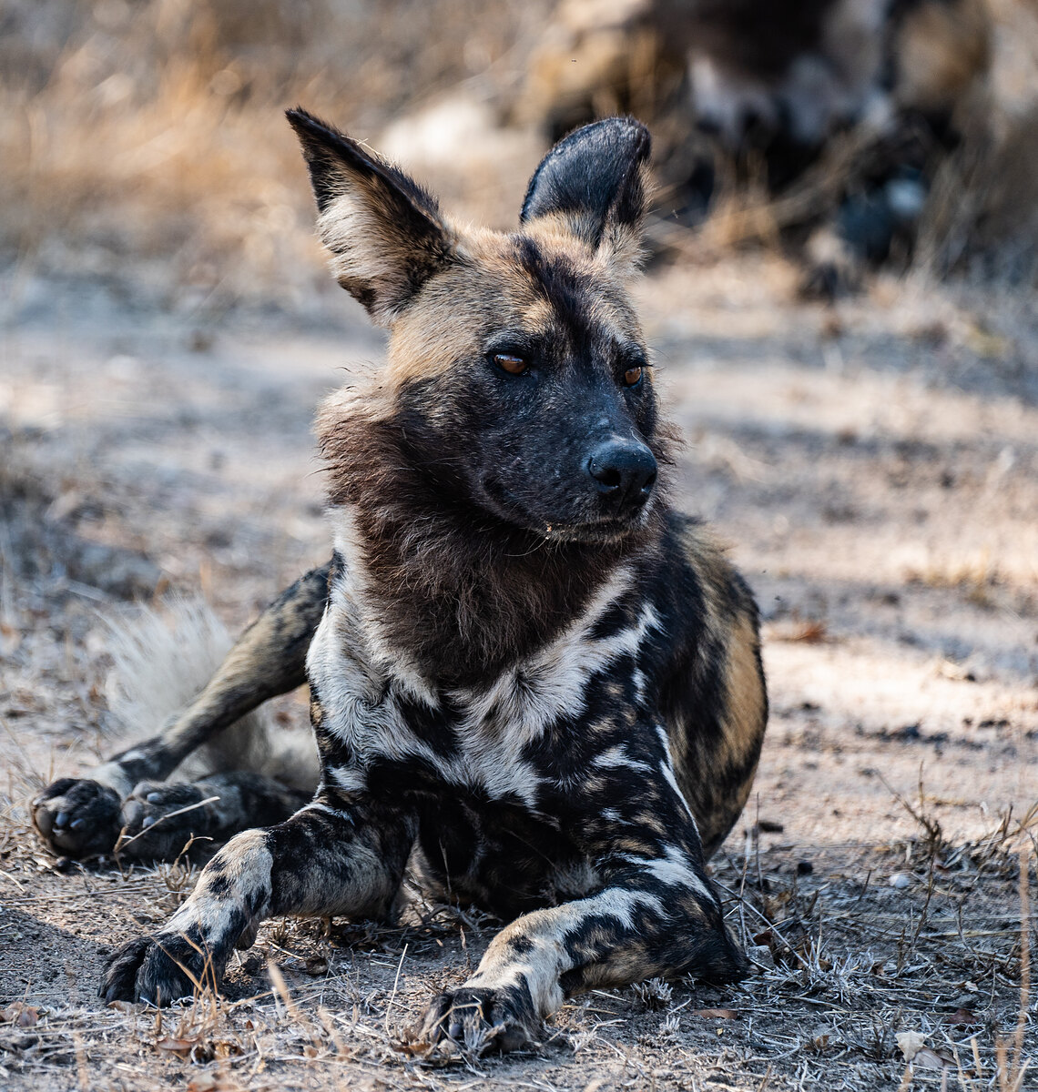 An African wild dog lying on bare earth looking alert, with a second dog out of focus in the background.