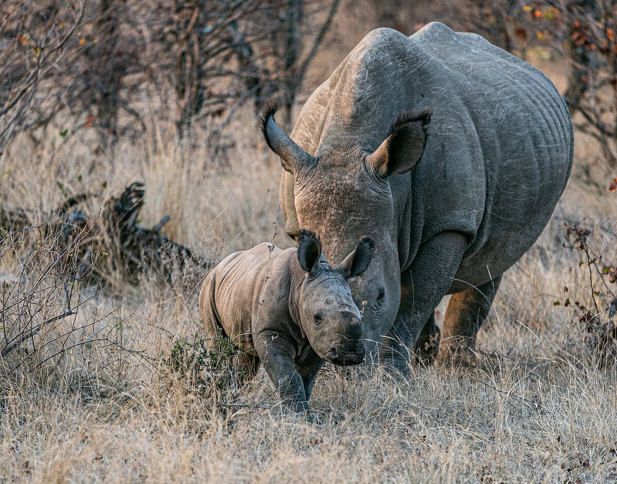 A white rhinoceros calf walking in front of an adult through dry grass.