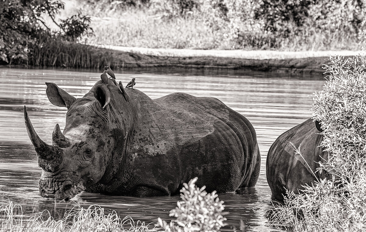 Black-and-white photograph of a white rhinoceros standing chest-deep in water, drinking, with small birds on its back and a second rhino partially visible behind.