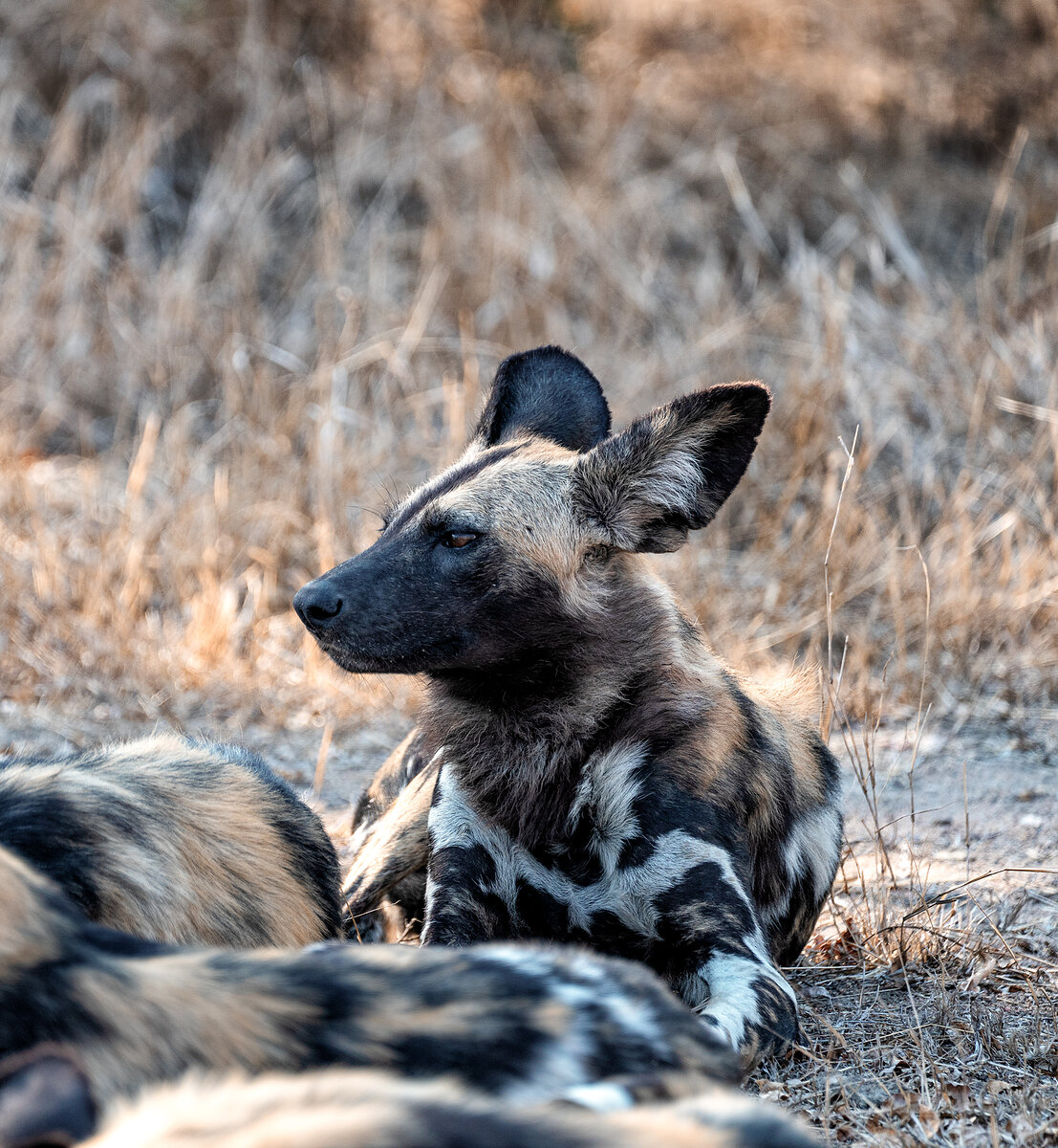 An African wild dog lying in profile in dry grass, with a second dog partially visible at the bottom edge of the frame.