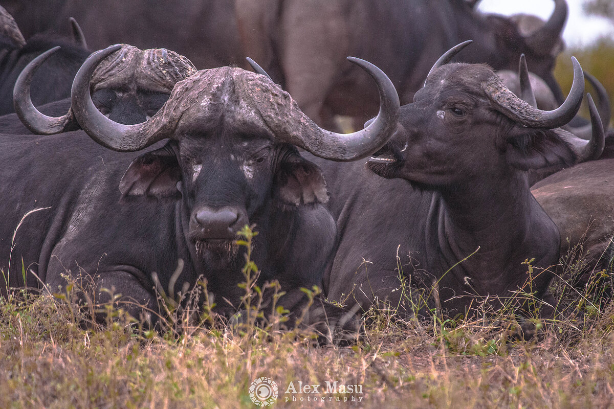 Buffalo Herd - Simbavati Kruger