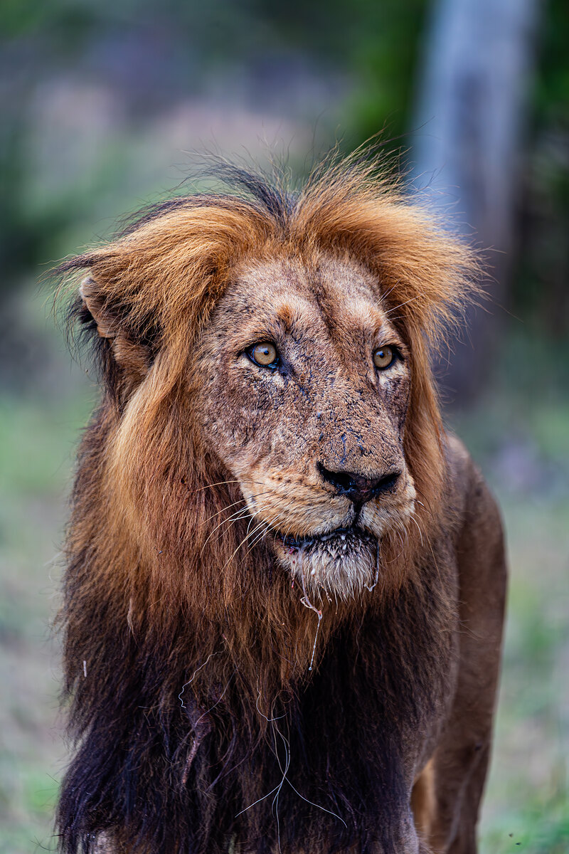 Close portrait of a male African lion with a full dark mane, alert and facing the camera, droplets on its chin, against a blurred green-brown bushveld background in warm late-afternoon light.