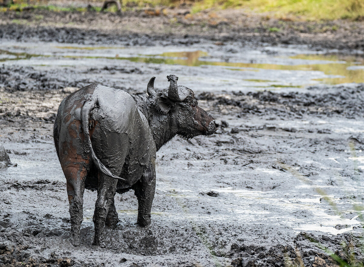 Black-and-white image of an African buffalo standing in deep mud, its body coated in dark mud.