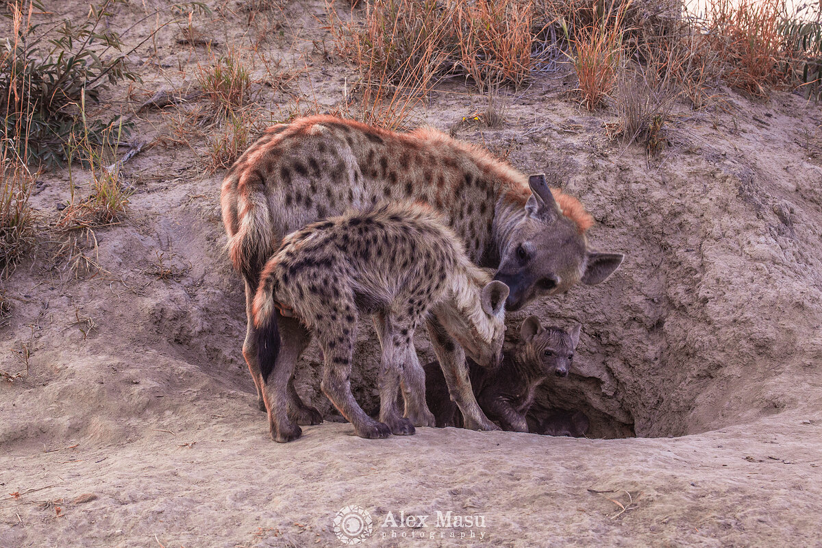 Hyena Family at the mound
