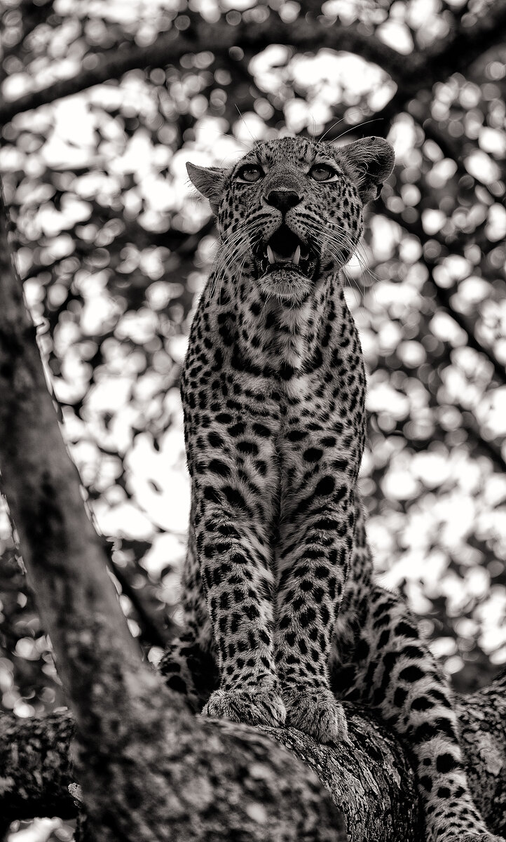 Black-and-white photograph of a leopard perched on a tree branch, head tipped up with mouth open in a snarl, dappled light behind.