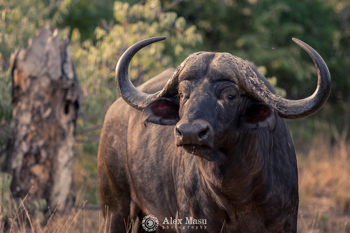 Facing buffalo