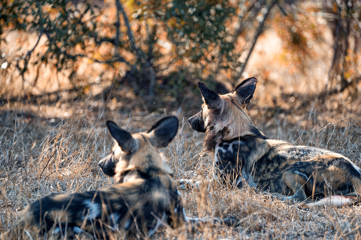 Two African wild dogs lying in golden grass, heads raised and alert, looking right, in warm morning light.