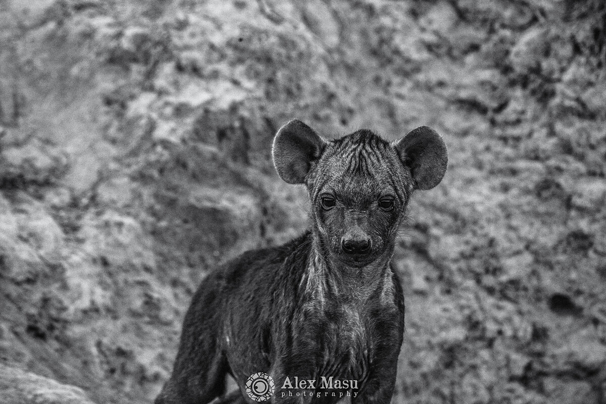 Baby Hyena