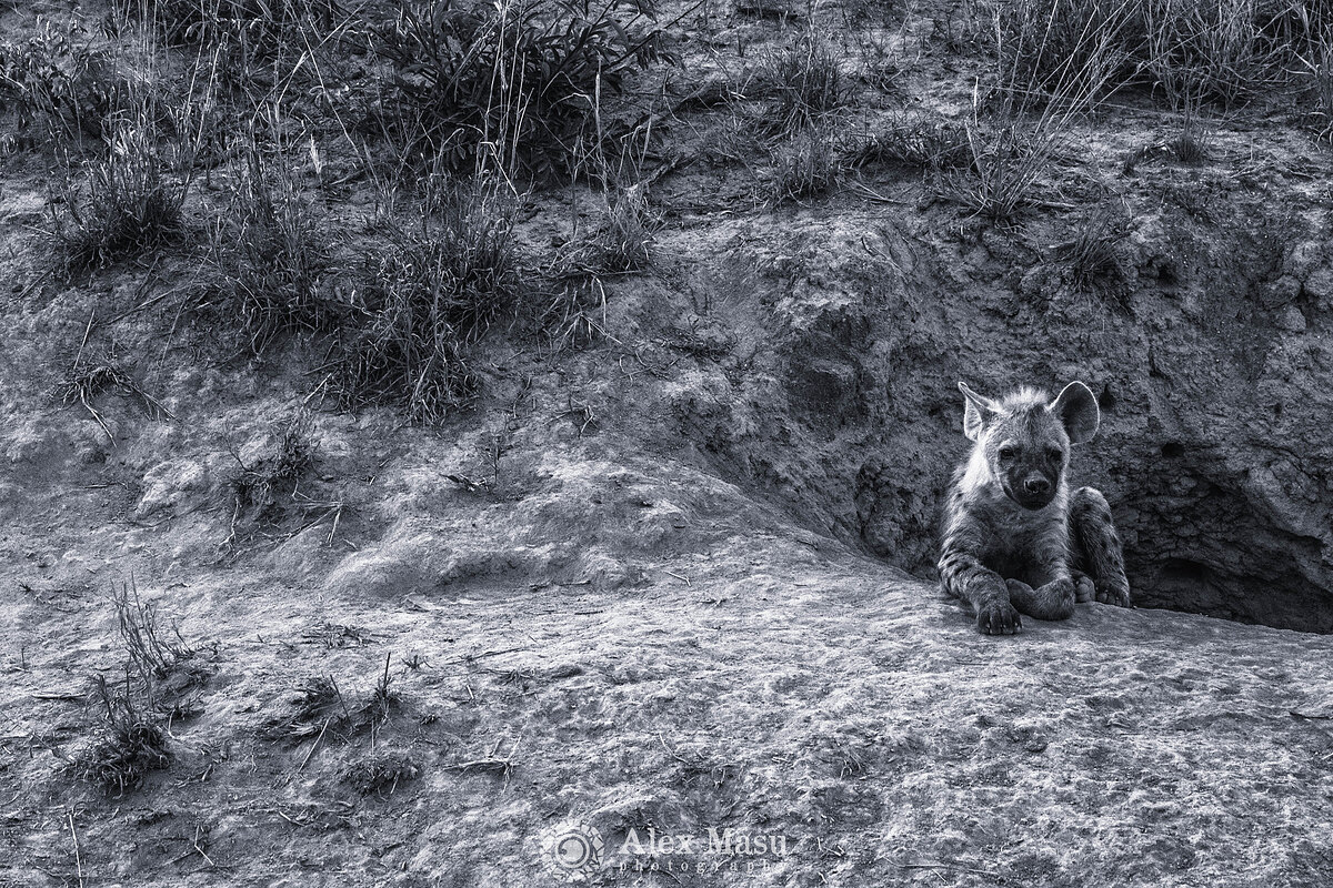 Young hyena at the Mound