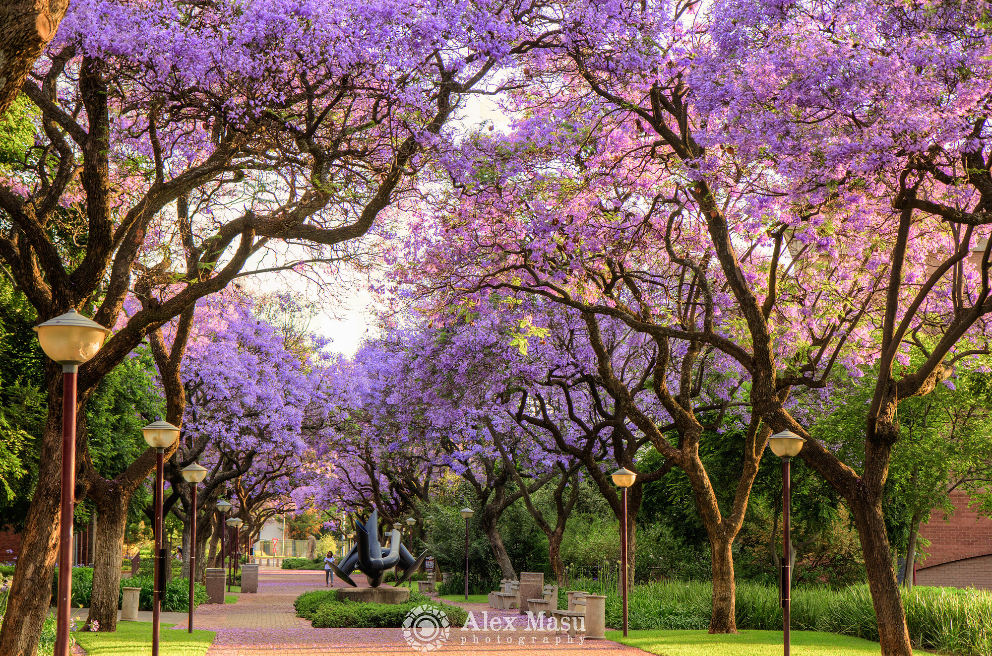 More Jacarandas