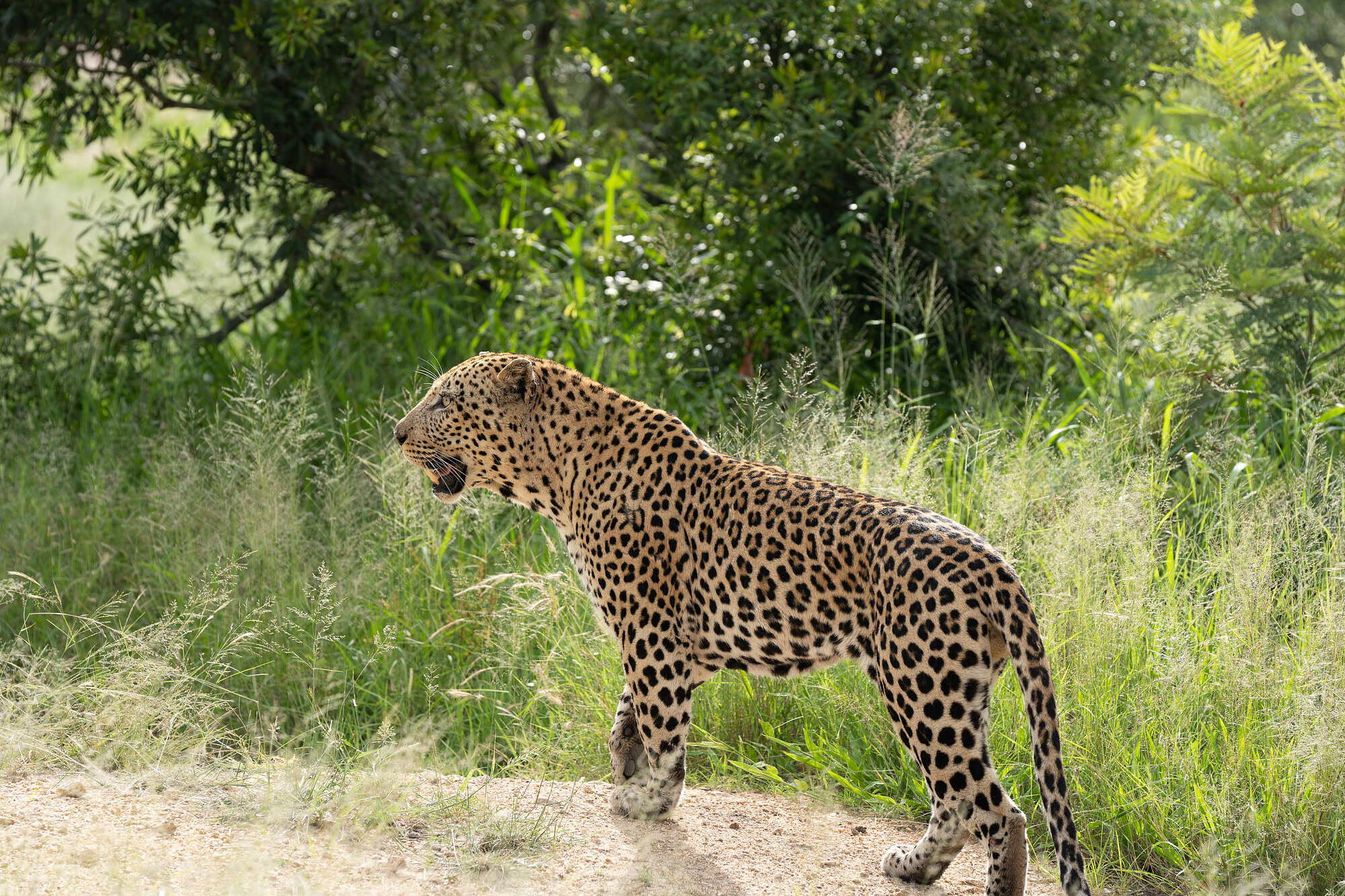 A leopard standing in profile on bare earth, mouth open in a call, backlit by low morning sun against green bush.