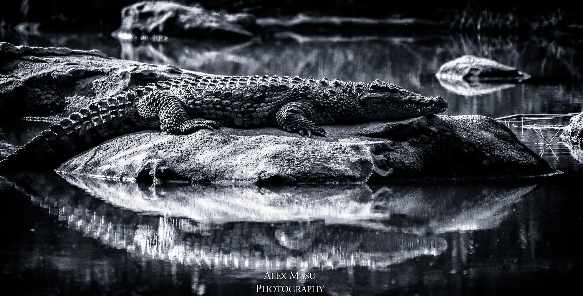 Crocodile - Johannesburg Zoo
