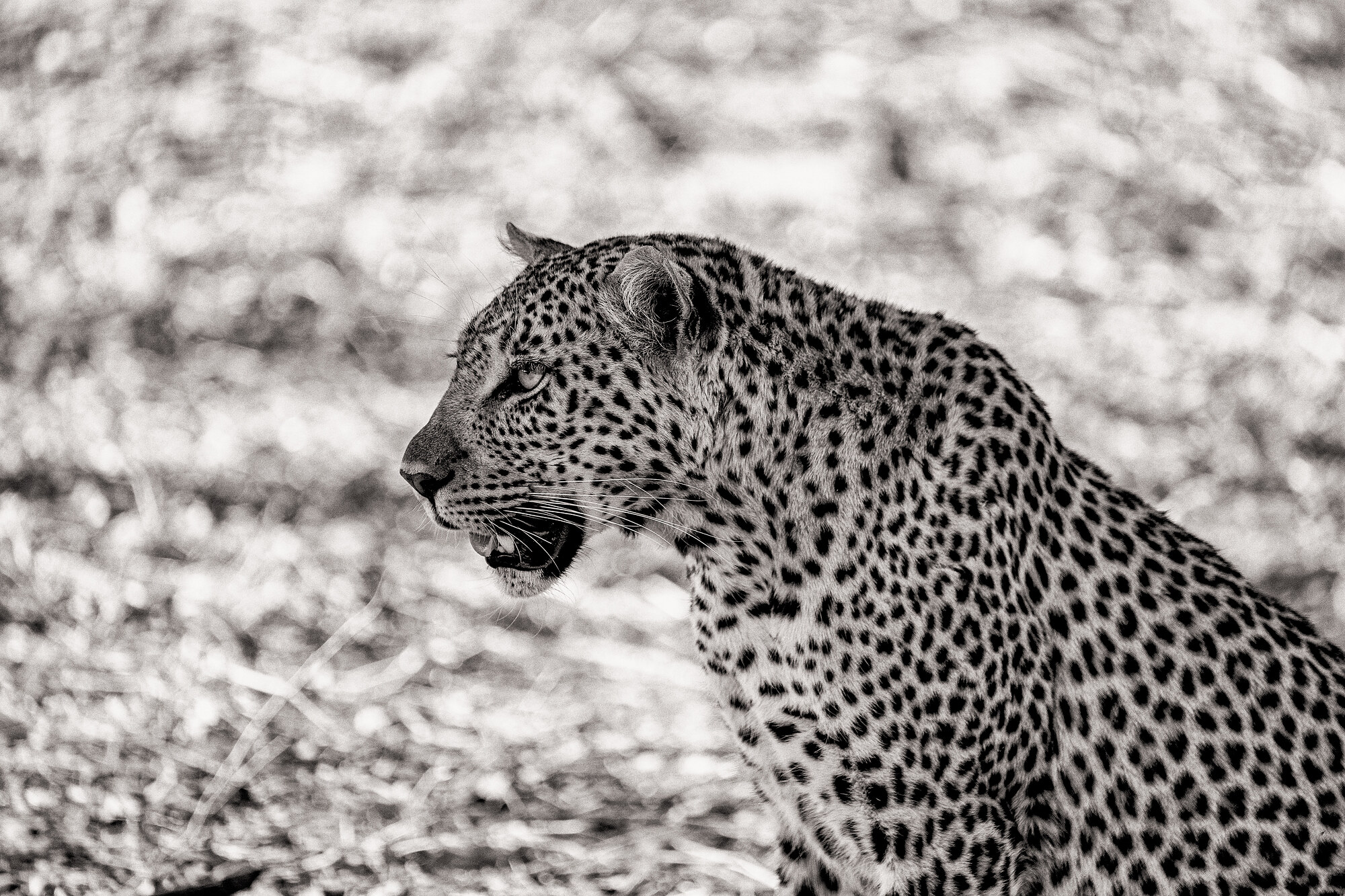 Black-and-white close profile of a leopard's head and shoulders, mouth slightly open, dry bleached grass behind.
