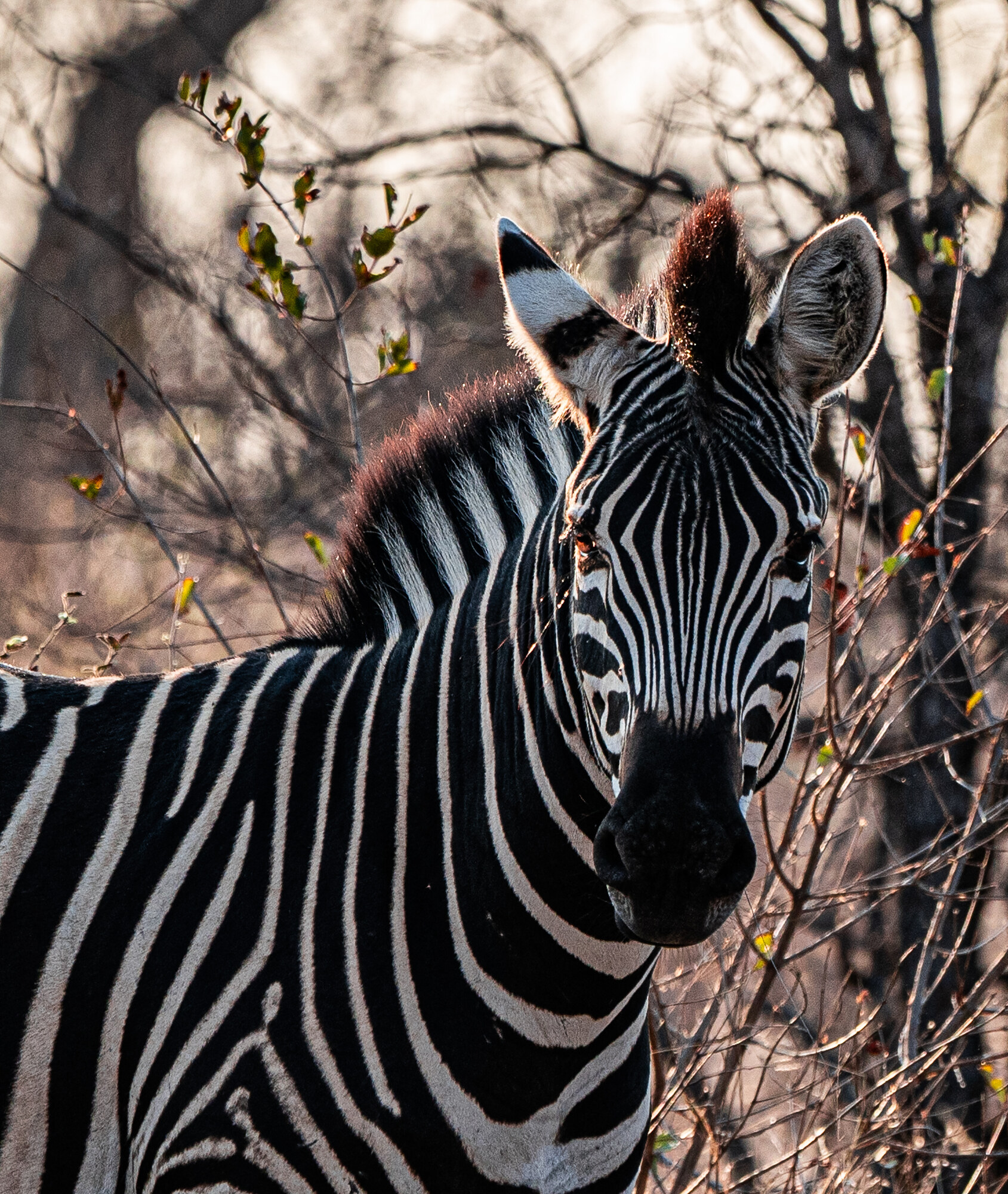 Close portrait of a plains zebra facing the camera, ears pricked forward, framed by out-of-focus thorn branches in warm light.