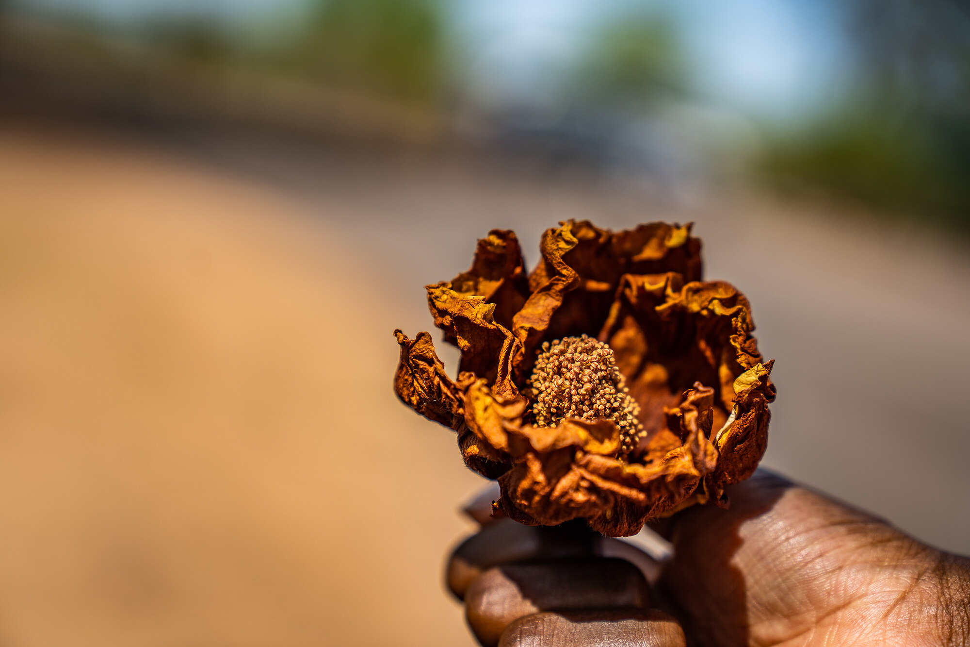 A hand holding a dried brown flower with a textured seed pod, against a softly blurred sunlit background.