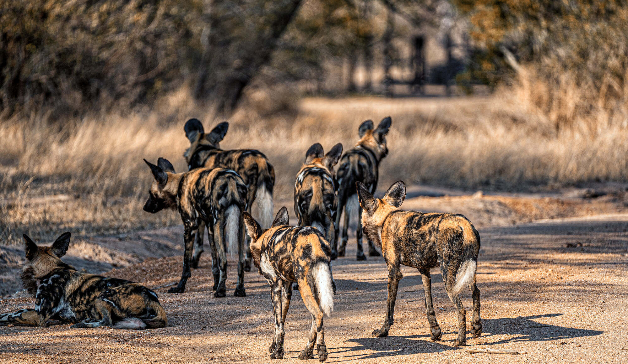 Several African wild dogs standing with their backs to the camera on a dirt road, one lying at the left edge, dry grass and bush behind.