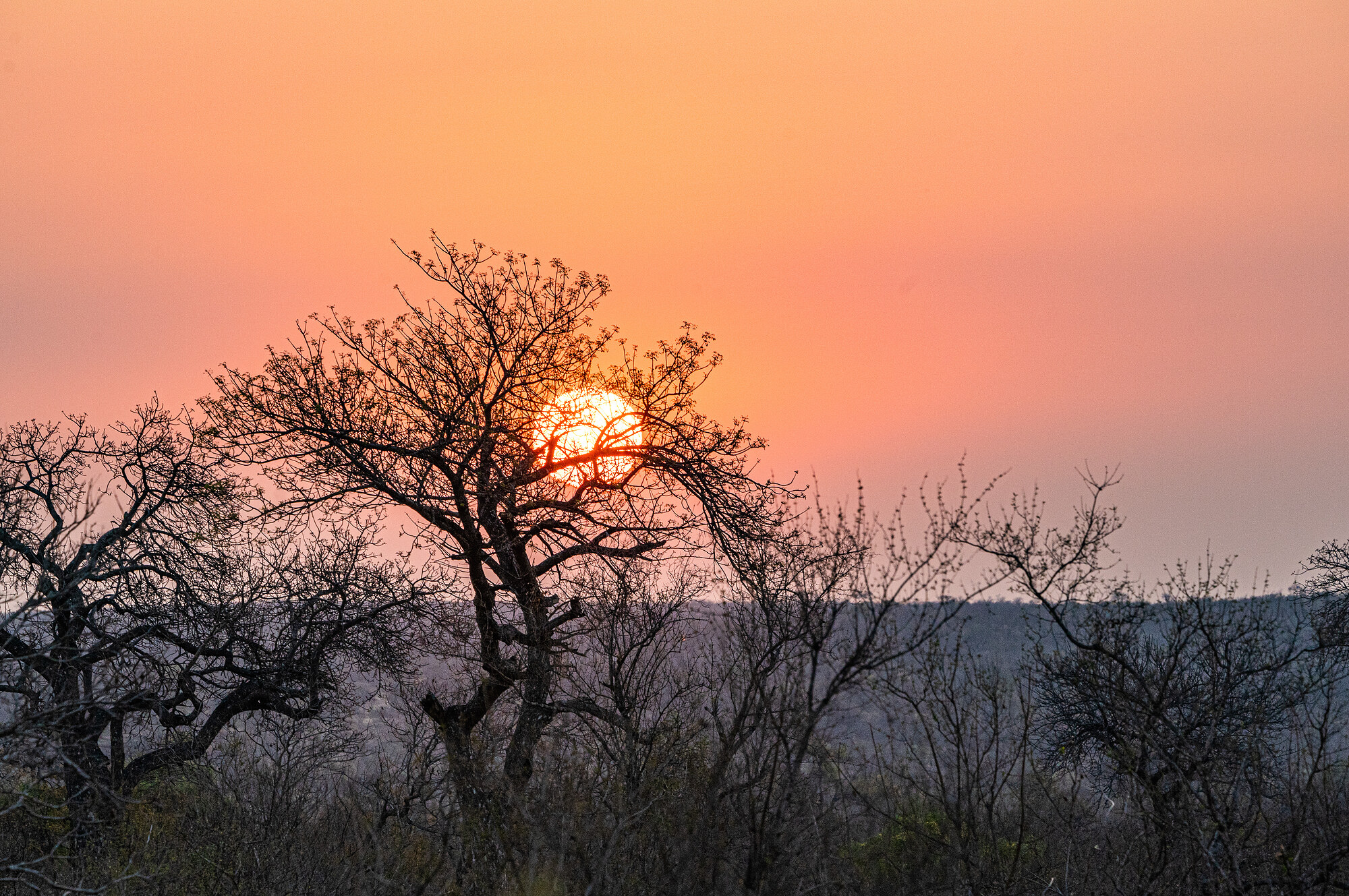 A sunset seen through the bare branches of a leafless tree, warm orange-pink sky over a distant treeline.