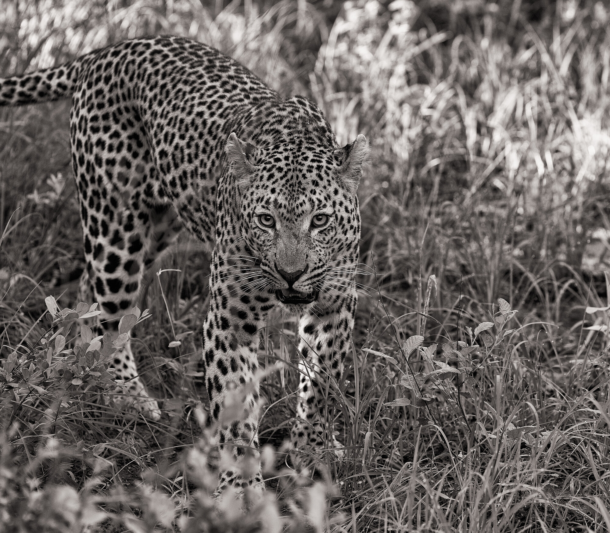 Black-and-white photograph of a leopard walking toward the camera through grass and low shrubs in dim dawn light.