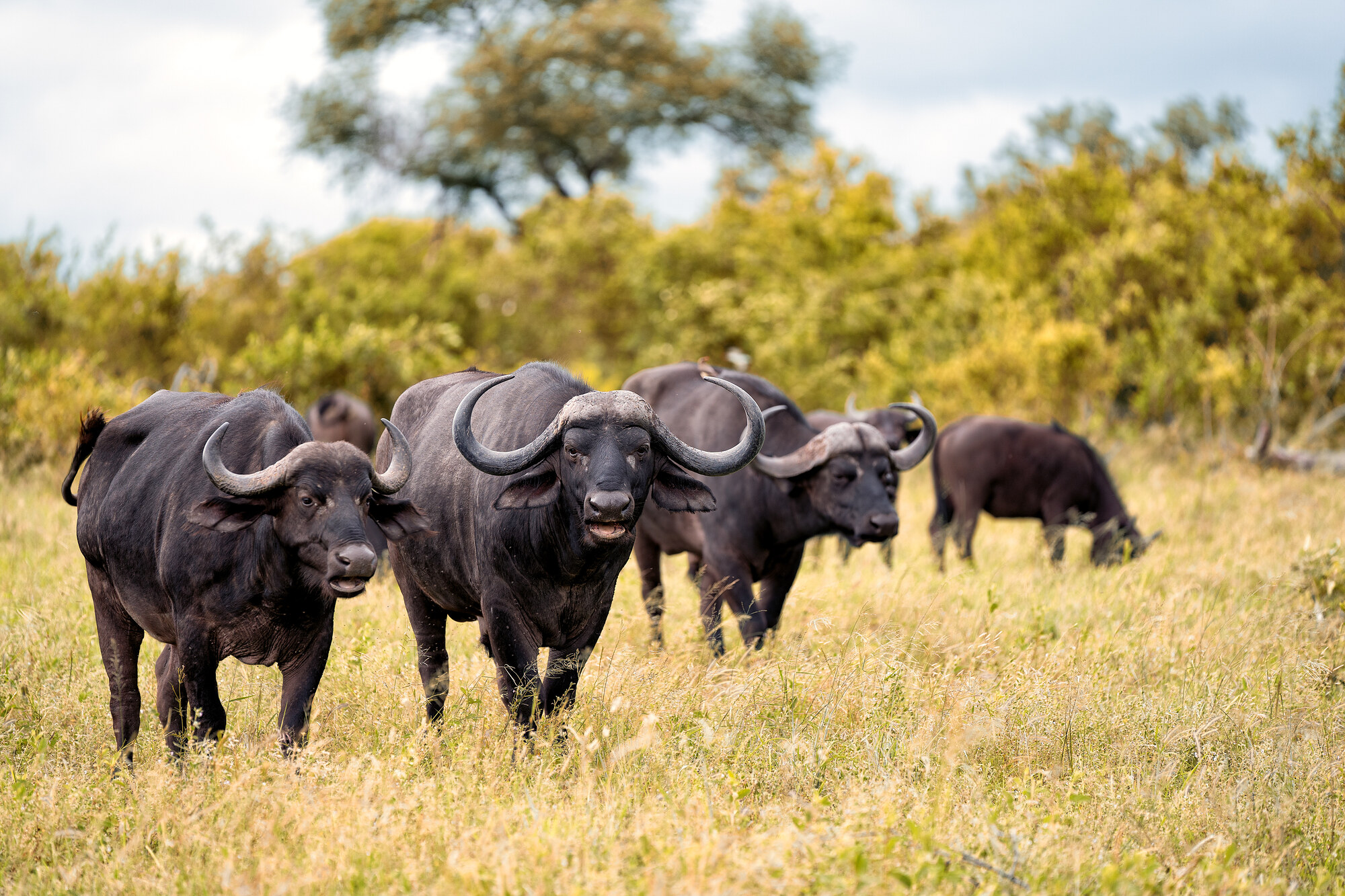 Six African buffalo standing and grazing in dry grass, green shrubs behind.