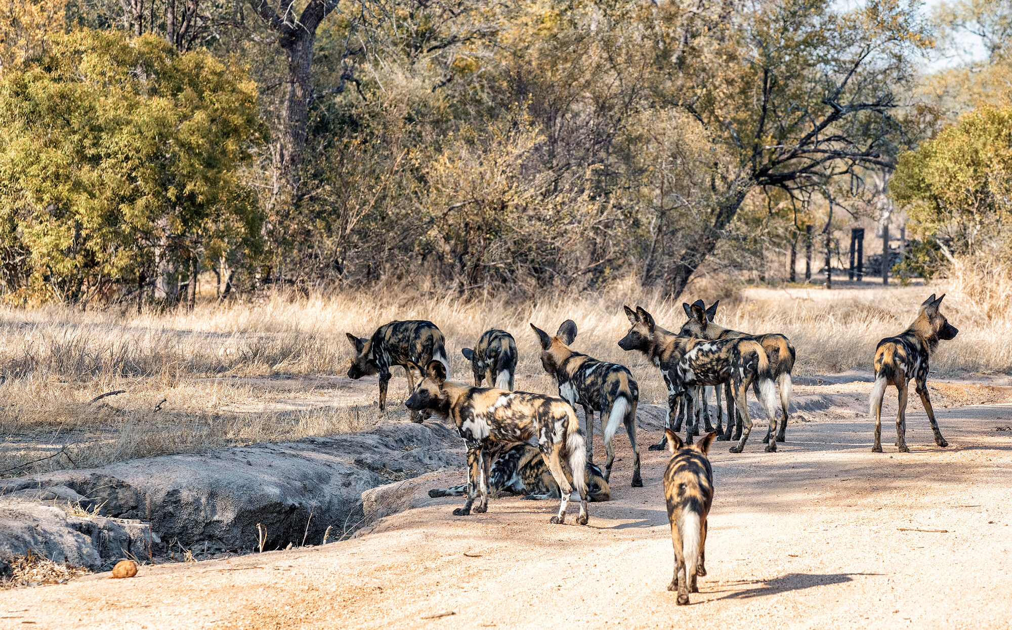 A pack of African wild dogs strung out along a sunlit dirt road moving toward the left, dry grass and low trees behind.