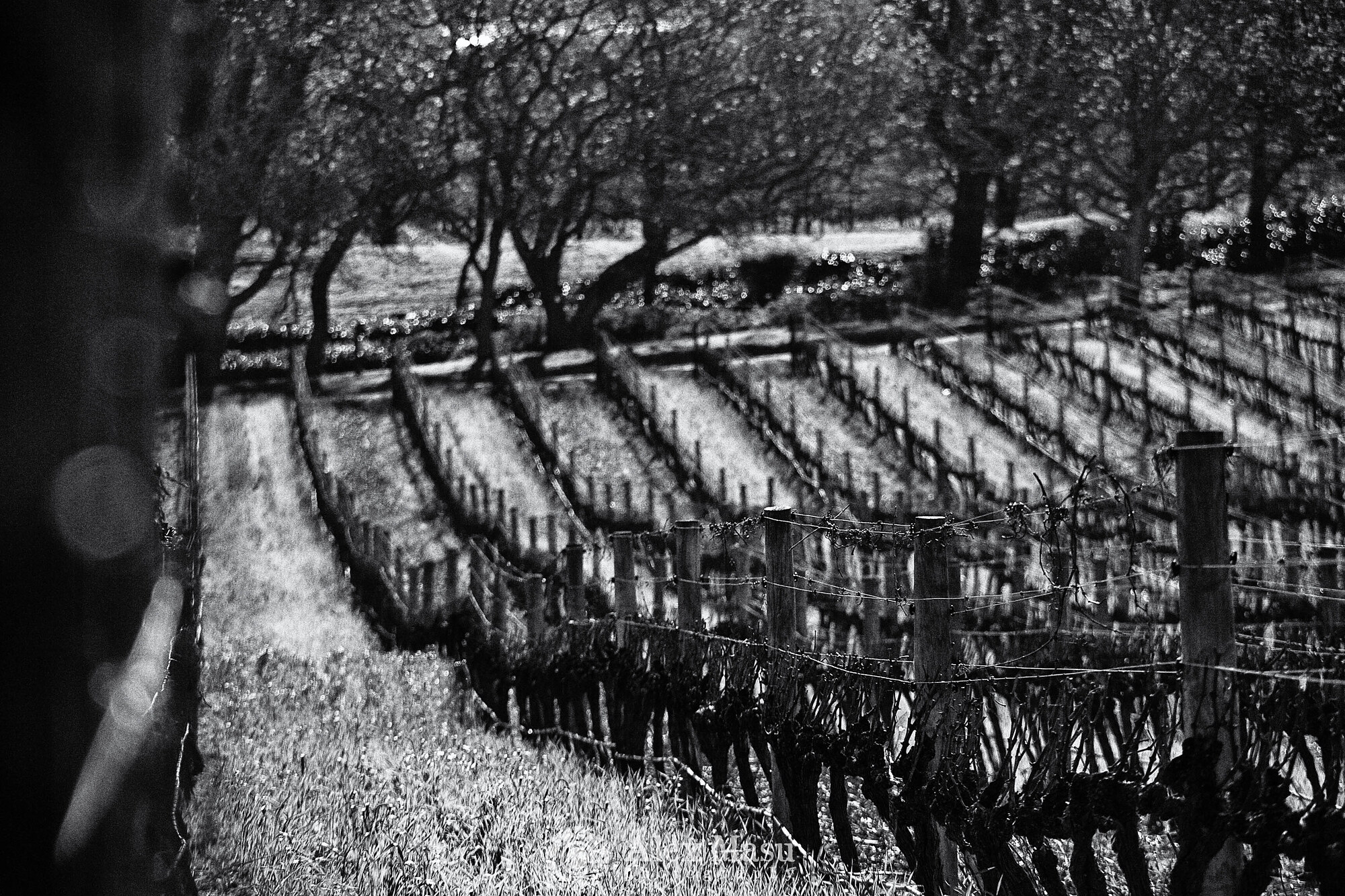 Groot Constantia Vines