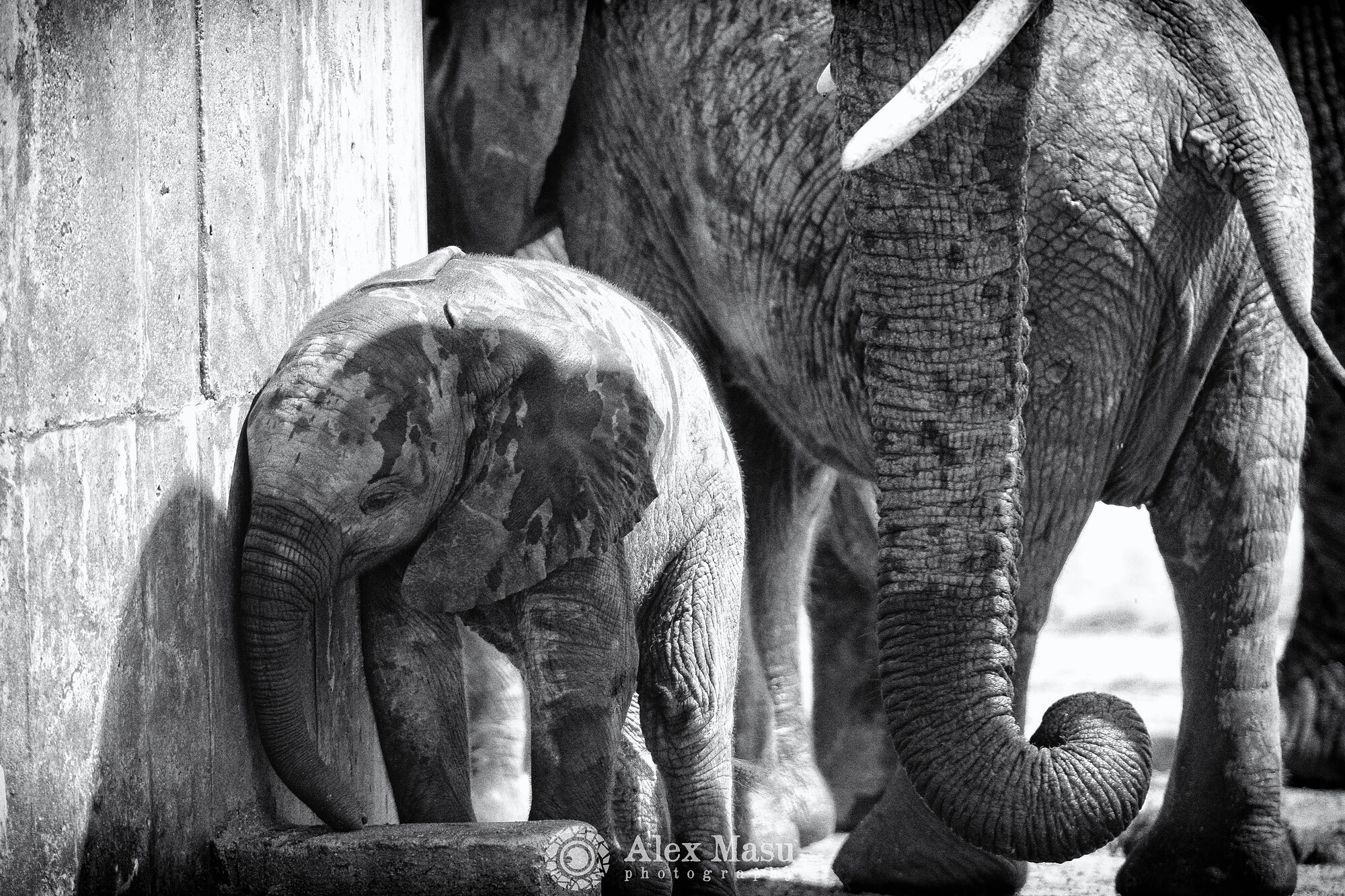 Baby Elephant - Sabi Kruger