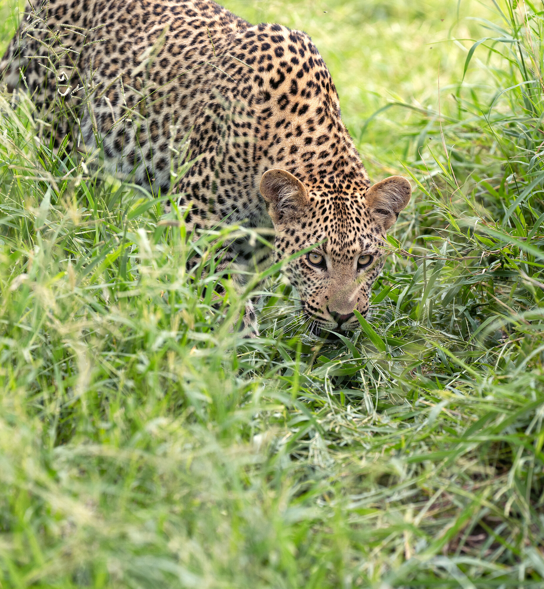 A leopard crouched low in tall green grass, body tensed in a stalking posture, eyes fixed forward, soft-focus grass in the foreground.