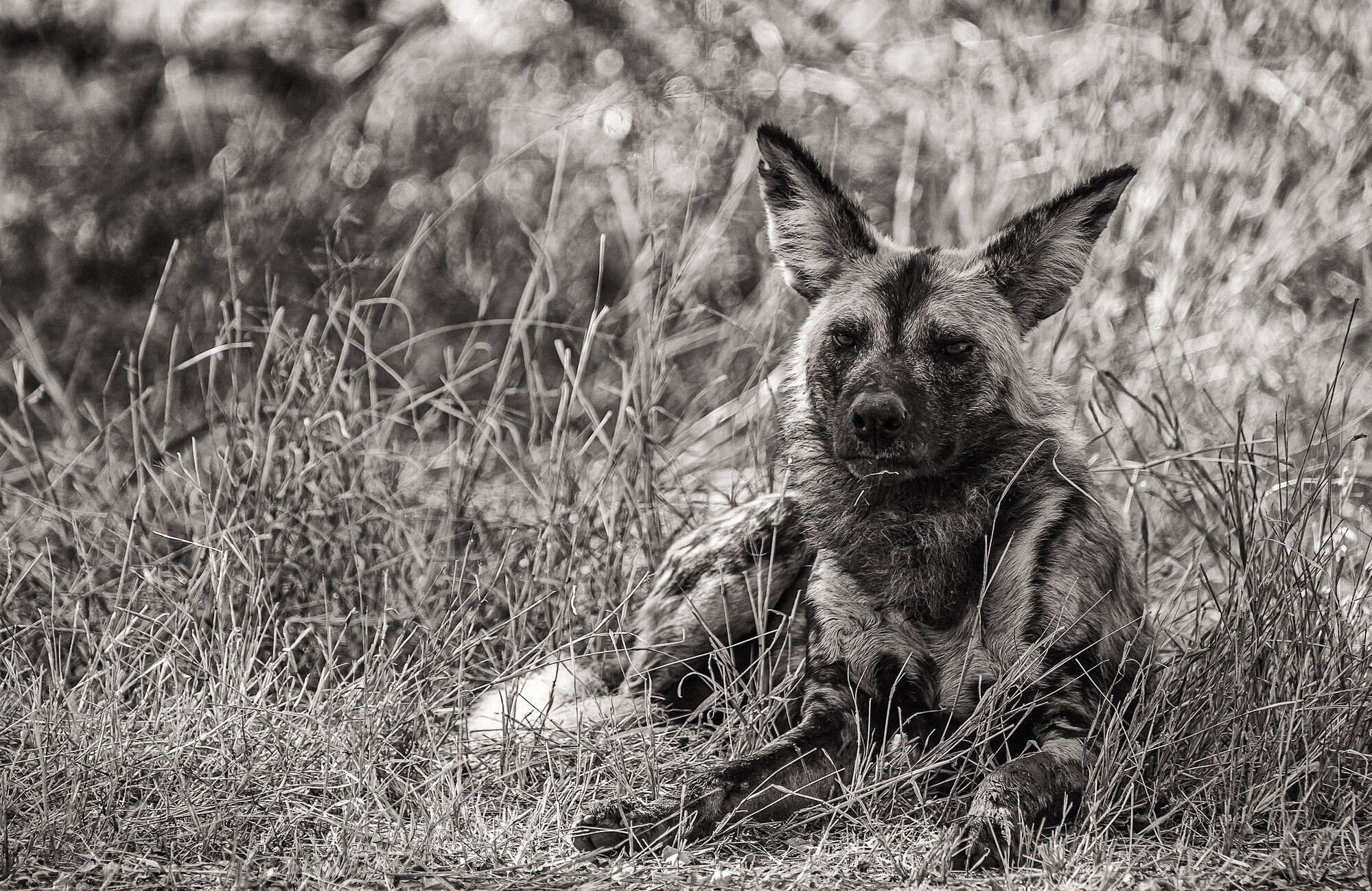 Black-and-white photograph of an African wild dog lying in tall grass, looking directly at the camera.