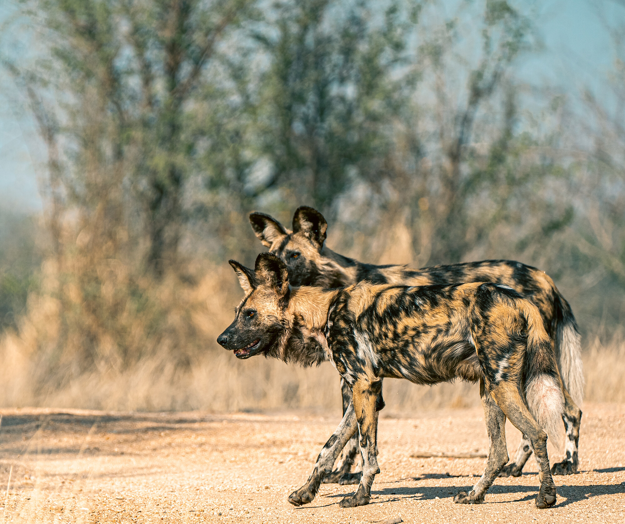 Two African wild dogs on a dirt road, one resting its head on the other's back in a greeting posture, dry grass and bush behind.