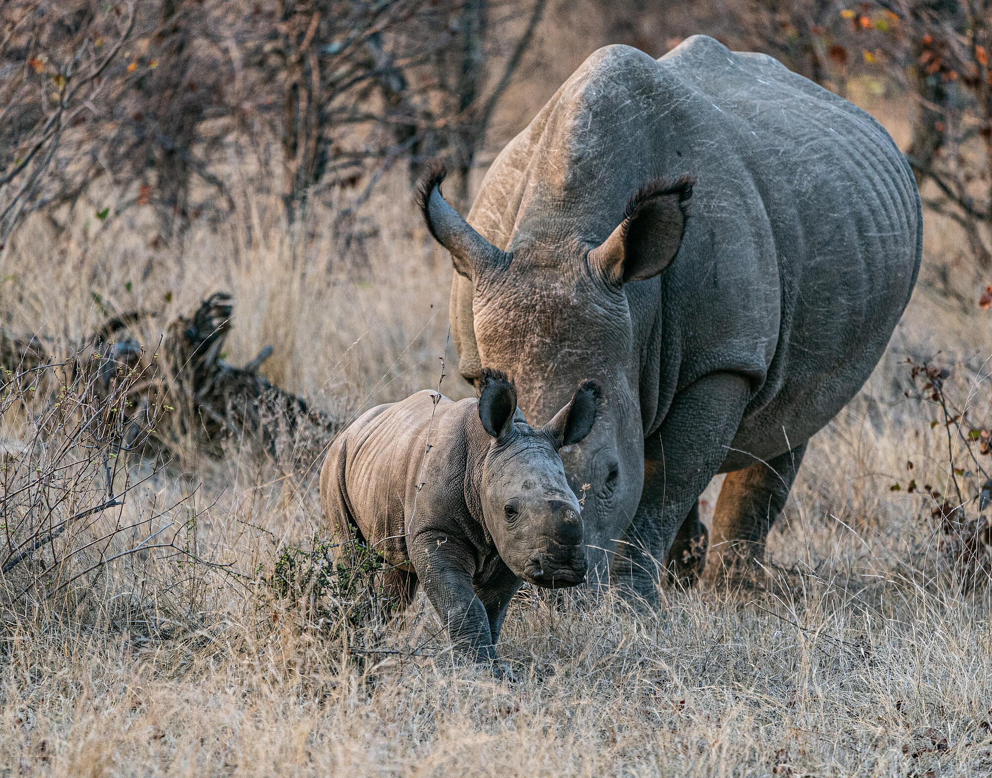A white rhinoceros calf walking in front of an adult through dry grass.