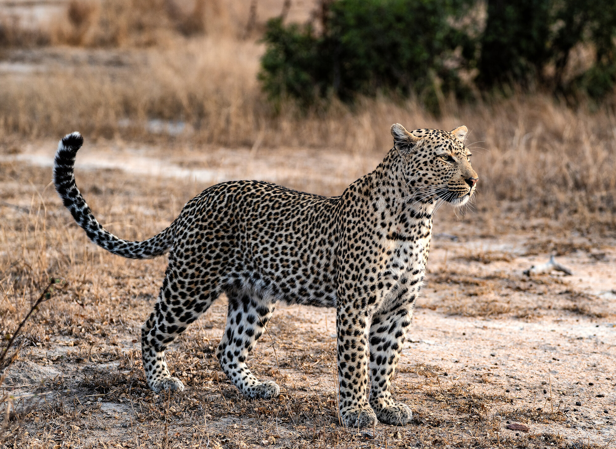 A leopard standing on a dry plain, head turned back over its shoulder, tail raised, in golden early-morning light.